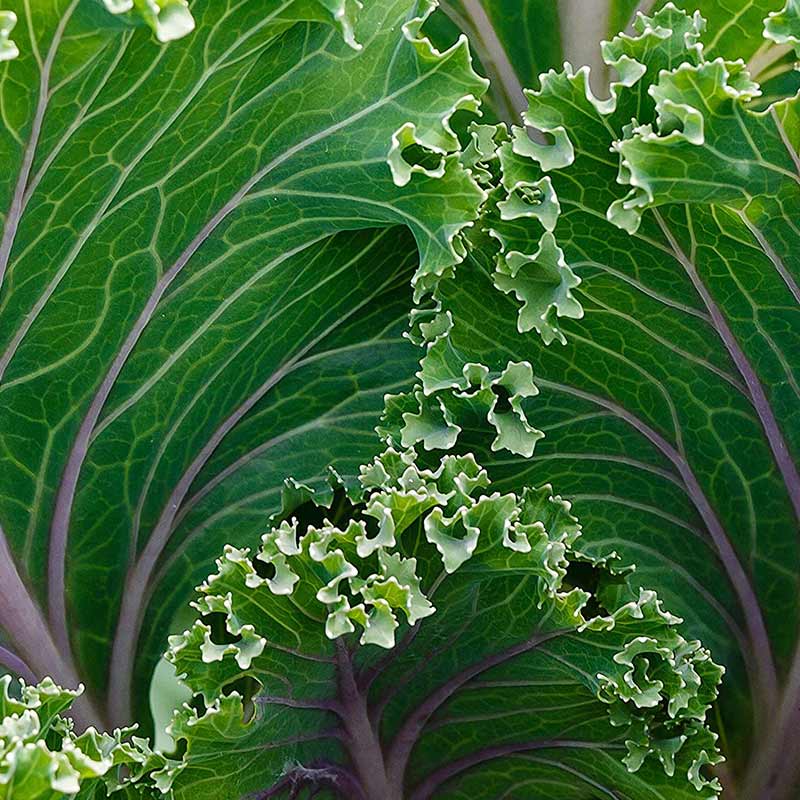 Be Care Love SuperFoods Damage Detox Conditioner, 355ml - Image 4